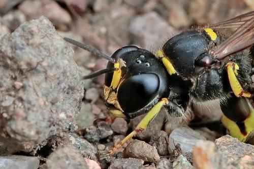 Réf. 289 660 : Ectemnius sp.